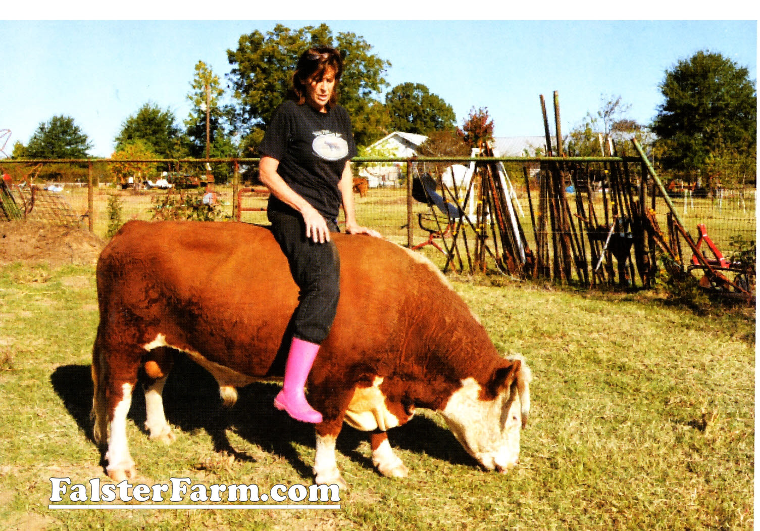 Seed Stock producers of Hereford, in home classes, Red Angus, Dairy - all on grass alone.